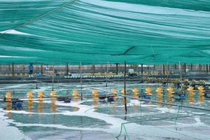 'Mỏ vàng' của Việt Nam lập đỉnh 4,6 tỷ USD: Trung Quốc, Mỹ, EU đổ tiền mua, nước ta có công nghệ chế biến dẫn đầu thế giới