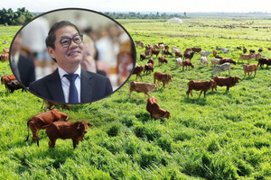Công ty của ông Trần Bá Dương dự kiến vận chuyển 120.000 con bò xuyên biên giới