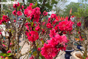 Đào thất thốn nở bung trước Tết cả tháng: Nhà vườn 'nín thở' nhìn tiền triệu… trôi theo thời tiết