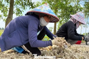 Kiệu Tết 'cháy hàng' ngay tại ruộng