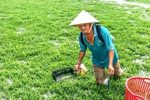 Bỏ lúa và vườn dừa, nông dân Vĩnh Long ‘đánh liều’ trồng thứ rau đắng ngắt có nguồn gốc từ Nhật Bản: Có bao nhiêu là bán ‘hết veo’, đút túi ‘nhẹ tênh’ chục triệu/ tháng