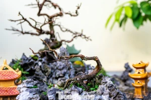Mai vàng Yên Tử được 'spa' để bung nở đúng dịp Tết