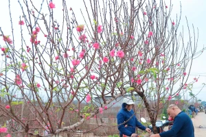 Người Hà Nội nhộn nhịp đi mua đào chơi Tết sớm