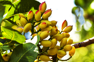 Gần như không trồng nhưng vẫn thu về hàng trăm triệu USD, loại hạt này bất ngờ trở thành 'ngôi sao mới' xuất khẩu rau quả Việt