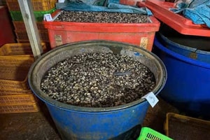 Triệt phá xưởng ốc bẩn: Dùng 500 tấn hóa chất có tên ‘thuỷ tinh lỏng’ cực độc để ngâm 3.000 tấn thịt ốc bán ra thị trường, thu lợi hàng tỷ đồng