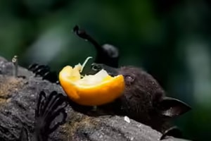 Loại quả bán đầy chợ Việt là món khoái khẩu của dơi mang virus Nipah, chuyên gia khuyên tuyệt đối không ăn nếu có dấu hiệu này