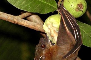 Bộ Y tế cảnh báo: Không ăn trái cây có dấu hiệu này nếu không muốn nhiễm virus Nipah