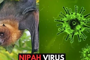 Bộ Y tế khẩn cấp yêu cầu tăng cường giám sát virus Nipah tại cửa khẩu