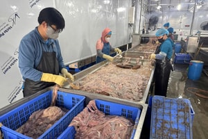 Kiểm tra công ty Dũng Phát, phát hiện gần 60 tấn lòng cấp đông nửa năm có mùi hôi thối, chuẩn bị đưa ra thị trường
