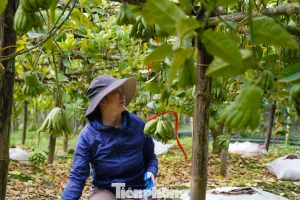 Làng phật thủ lớn nhất miền Bắc khan hàng đẹp vụ Tết