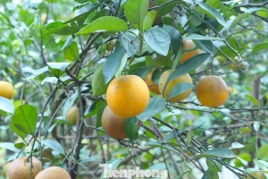 Thất thu cam 'tiến vua' vụ Tết