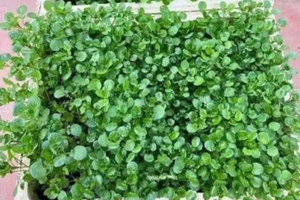 Loại rau chỉ từ 10.000 đồng/bó nhiều người Việt sợ không dám ăn nhưng được Mỹ đánh giá 'tốt nhất thế giới', chấm 100/100 điểm