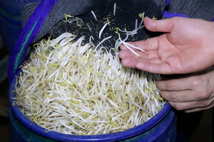 5 tấn giá đỗ ngâm hóa chất bị tuồn ra thị trường: Chuyên gia cảnh báo cách nhận biết, tránh rước họa vào thân