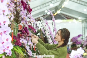 Nông dân Thanh Hóa chi hơn 10 tỷ làm vườn lan 4 vạn cây