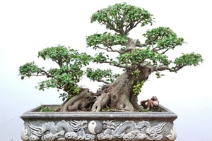 Năm Ngọ, trồng 4 loại cây này trong nhà không những hút tài lộc mà còn tốt cho sức khỏe