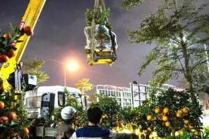 Trắng đêm đưa hoa Tết, cần cẩu hạ cây 'khủng' xuống phố