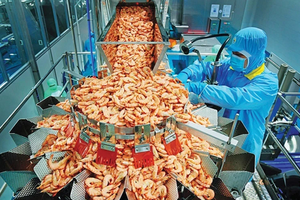 Trung Quốc đổi gu ăn tôm, 'mỏ vàng' mới mở ra cho Việt Nam
