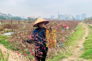 Tết chưa tới, đào đã nở đỏ vườn: Nhà vườn vội bán tháo, giảm giá sâu để 'cứu vãn' vốn