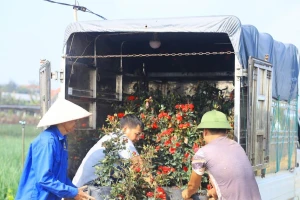 Hà Nội: Thủ phủ hoa Mê Linh 'chạy nước rút' vụ Tết