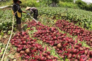 Ít ai ngờ 'kho báu dinh dưỡng' giá rẻ, trồng bạt ngàn ở Việt Nam đứng top đầu rau tốt nhất thế giới