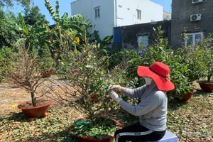 Người dân TP.HCM đổ xô đi 'nhặt lá hái tiền', làm vài ngày đủ sắm Tết