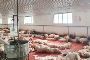 'Lâu lắm rồi người nuôi lợn mới có cái Tết vui như thế này'