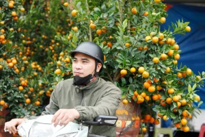 Người vận chuyển đào quất 'hái ra tiền' dịp Tết