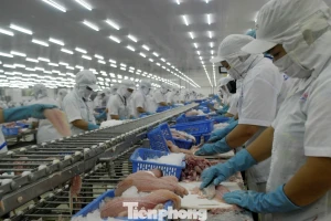 Xuất khẩu cá tra tăng mạnh