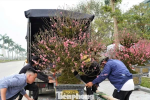 Rêu phủ thân đào, mai già dáng khủng chơi Tết