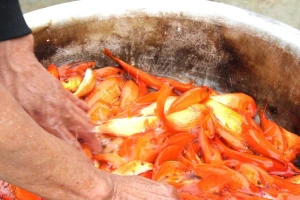 Bên trong 'thủ phủ' cá chép đỏ miền Bắc trước ngày ông Công, ông Táo