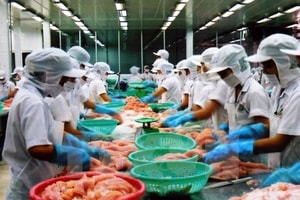 Bán gần hết danh mục cổ phiếu, Vĩnh Hoàn (VHC) ôm hàng trăm tỷ đi đầu tư bất động sản, biên lãi gộp gần 60%