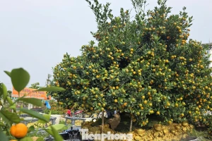 Độc lạ quất đảo vàng, đào chiếc ô