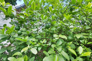 Ở Việt Nam bán 'rẻ như cho', ra nước ngoài thành gia vị tiền triệu: Loại lá rắc gà luộc gây bất ngờ vì giá đắt đỏ