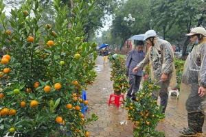 Cận Tết, phố bớt cây cảnh tràn đường, chợ hoa Hà Nội vẫn vắng khách