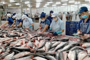 Lỗ lũy kế 800 tỷ đồng, doanh nghiệp thủy sản 33 năm tuổi chính thức bị hủy tư cách công ty đại chúng