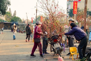 Chọn đào chơi Tết sao cho nở đẹp, hợp phong thủy và đón lộc đầu năm