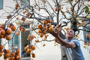 ‘Báu vật’ giữa vườn hồng cổ được trả nửa tỷ nhưng chủ không bán