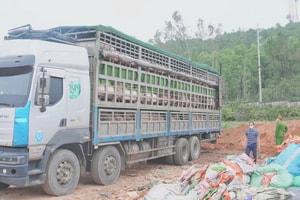 Kiểm tra đột xuất một xe tải, thu giữ hơn 15 tấn lợn nhiễm dịch tả lợn châu Phi, 2 tài xế bị bắt