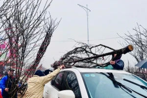 Chở đào Tết trên nóc ô tô: Lưu ý để đảm bảo an toàn và không sai luật