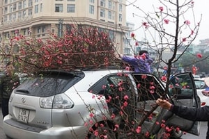 Về quê ăn Tết, chở đào, quất cồng kềnh trên nóc ô tô có thể bị phạt nặng