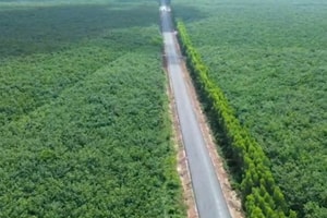 Sắp ‘lên đời’ tuyến đường đi xuyên rừng cao su, nối thông 3 tỉnh thành Đông Nam Bộ