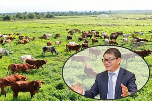 Công ty nuôi 155.000 con bò của ông Trần Bá Dương được khen là có tầm nhìn vượt ra ngoài địa giới 1 tỉnh, 1 quốc gia