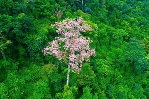 Việt Nam có loài cây 'vương giả', từng chỉ trồng ở nơi quyền quý, gắn với huyền thoại 'dẫn phượng hoàng'
