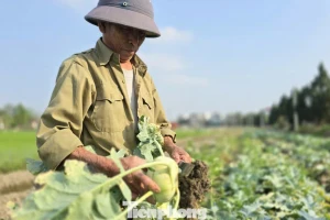 Rau củ được mùa, vì sao nông dân lại mất Tết?