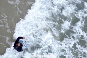 Đi giật lùi cào ốc ruốc cuối năm, ngư dân Đà Nẵng kiếm tiền triệu