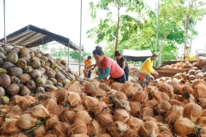 Đằng sau việc dừa gia nhập nhóm xuất khẩu tỷ USD