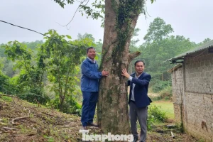Giữ 'trầm tổ' tiền tỷ giữa miền sơn cước