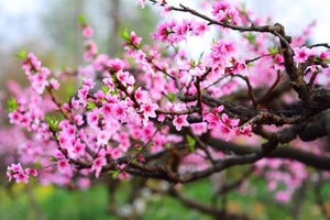 Vì sao tháng 1 Âm lịch còn được gọi là tháng Giêng?