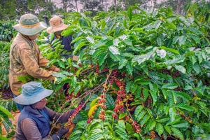 Một vụ thu gần 2 tỷ đồng: Nông dân cà phê bước vào thời hoàng kim