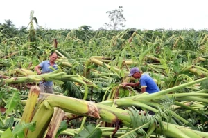 Đề xuất mới về bảo hiểm nông nghiệp